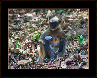 36-=IMG_6432-=-Hanuman-Langur-Mother-and-Child-V5.jpg