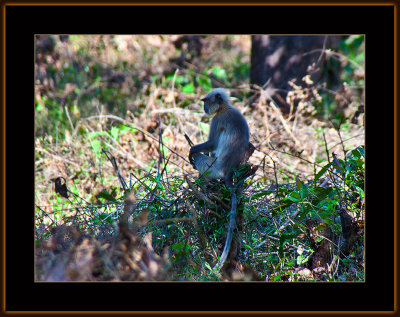 39-=IMG_6513-=-Hanuman-Langur-in-profile-V1.jpg