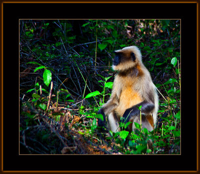 40-=IMG_6498-=-Hanuman-Langur-in-profile-V2.jpg