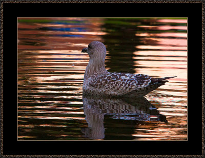 171-=-IMG_7001-_-Gull-Chickken-i-coloured-reflections-V2.jpg