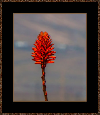 86=_MG_1788-=-Aloe-Vera-flower.jpg