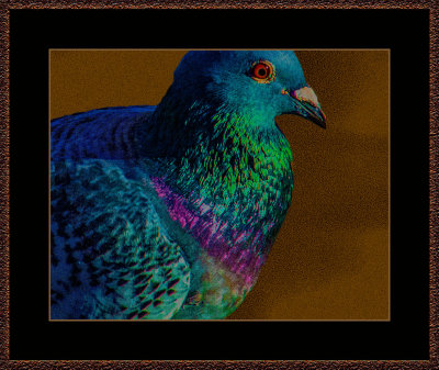 234_MG_6275-=-City-Pigeon.jpg