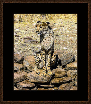 Cheeta 7.jpg