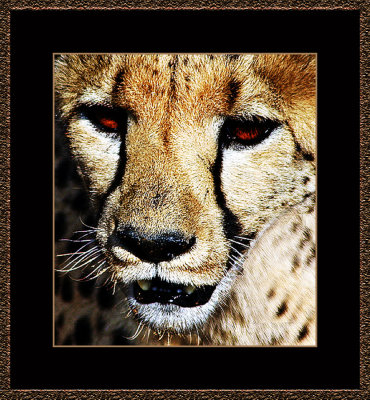 Cheeta-in-Portrait 3.jpg