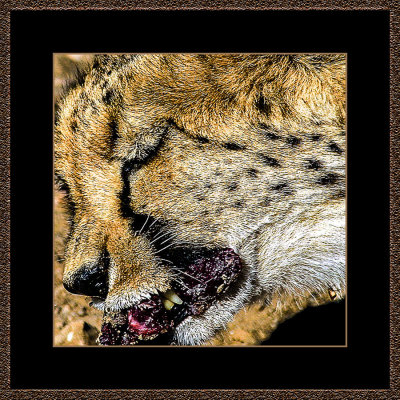 Cheeta-in-Portrait 4.jpg