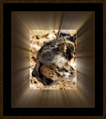 Cheeta-in-portrait 5.jpg