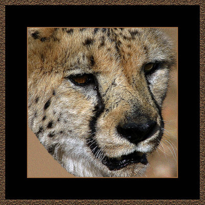 Cheeta-in-portrait 6.jpg