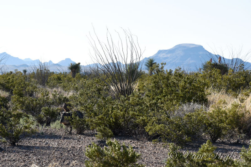 pStryker-BigBend_0826.jpg