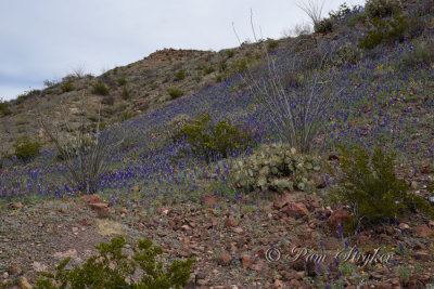 pStryker-BigBend_0593.jpg