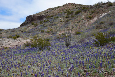 pStryker-BigBend_0617.jpg