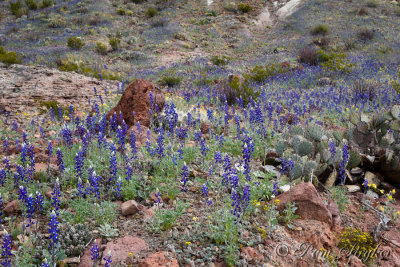 pStryker-BigBend_0621.jpg