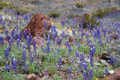 pStryker-BigBend_0622.jpg