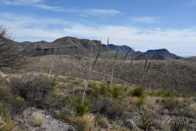 pStryker-BigBend_1162.jpg