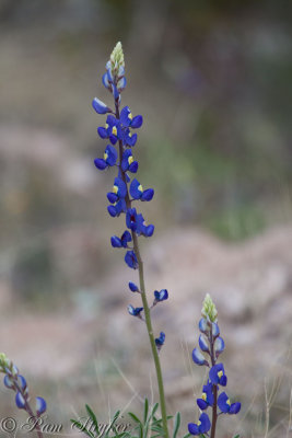 pStryker-BigBend_0250.jpg