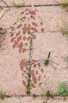Tracks
