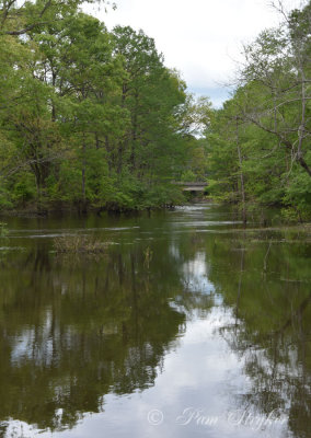 Big Cypress Bayou