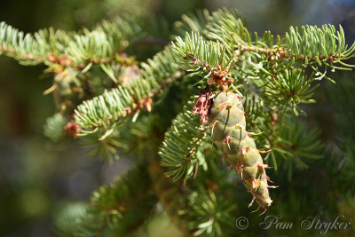 pStryker-idaho-spruce-pinecone_9396.jpg