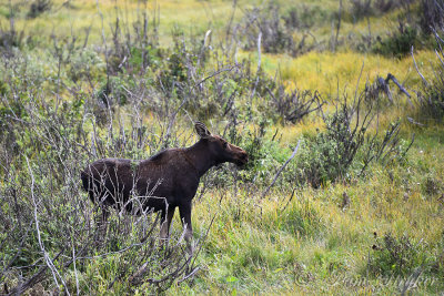 pStryker-yellowstone-moose-female_0752.jpg