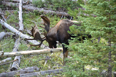 pStryker-yellowstone-moose-male_0757.jpg