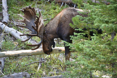 pStryker-yellowstone-moose-male_0758.jpg