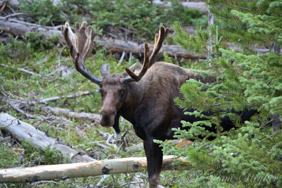 pStryker-yellowstone-moose-male_0764.jpg