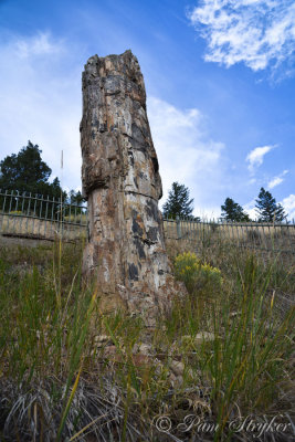pStryker-yellowstone-petrified-tree_0553.jpg