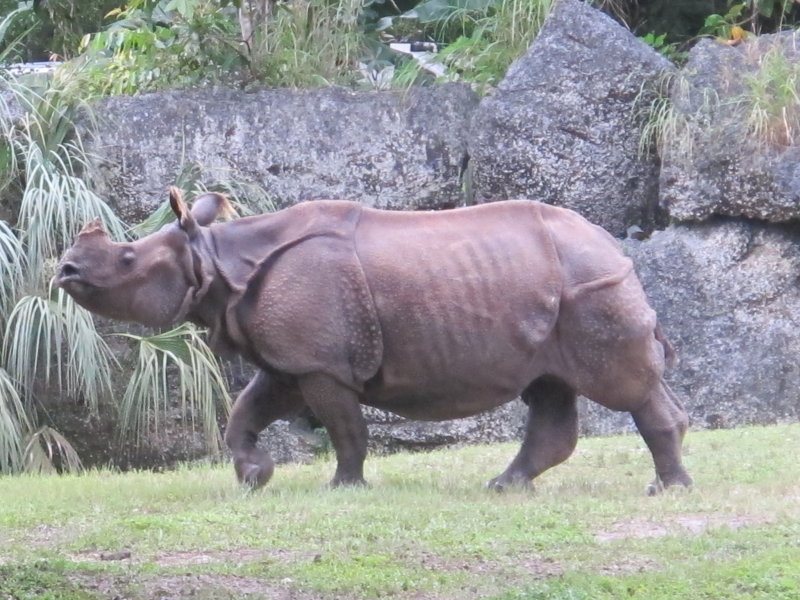 Rino