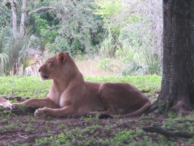 A mulher do Rei da Selva