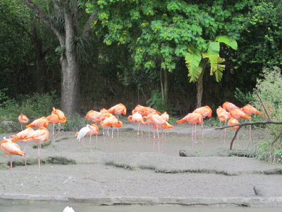 Flamingos