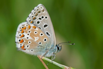 Butterflies