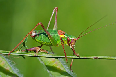  Barbitistes obtusus  Sdalpen-Sbelschrecke