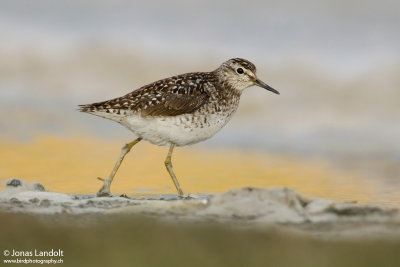 Tringa glareola  Wood Sandpiper  Bruchwasserlufer