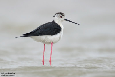 Himantopus himantopus  Black-winged Stilt  Stelzenlufer