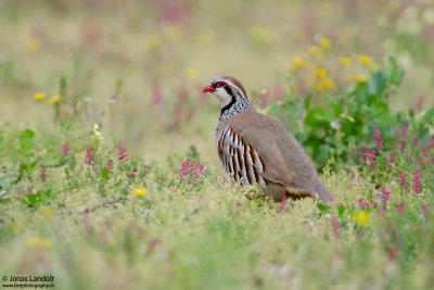 Alectoris rufa  Red-legged Partridge  Rothuhn