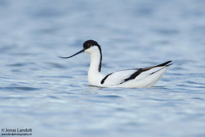 Camargue 2012