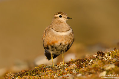 Charadrius morinellus Dotterel Mornellregenpfeifer
