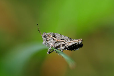 Tetrix tenuicornis Langfühlerdornschrecke