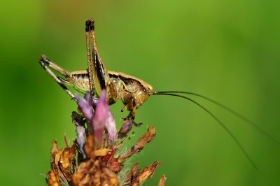 Pholidoptera griseoaptera Gewöhnliche Strauchschrecke