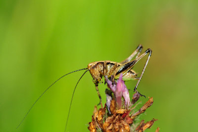 Pholidoptera griseoaptera Gewöhnliche Strauchschrecke