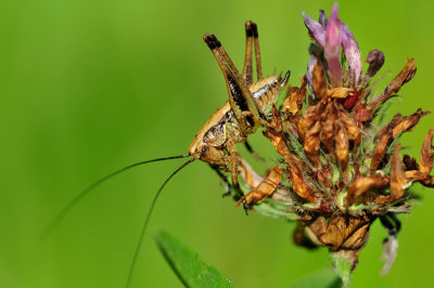 Pholidoptera griseoaptera Gewöhnliche Strauchschrecke