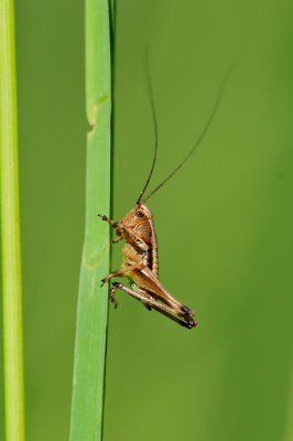 Pholidoptera griseoaptera Gewöhnliche Strauchschrecke