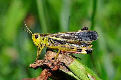 Arcyptera fusca  Grosse Hckerschrecke