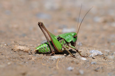 Decticus verrucivorus  Warzenbeisser