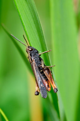 Omocestus rufipes Buntbäuchiger Grashüpfer