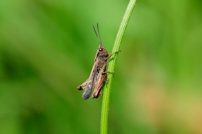 Omocestus rufipes Buntbäuchiger Grashüpfer