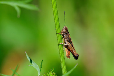 Omocestus rufipes Buntbäuchiger Grashüpfer