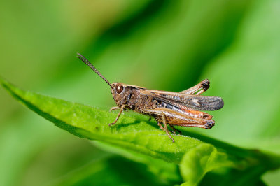 Omocestus rufipes Buntbäuchiger Grashüpfer