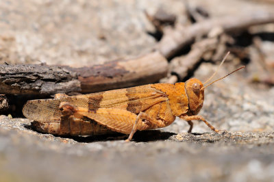 Oedipoda caerulescens Blauflüglige Oedlandschrecke