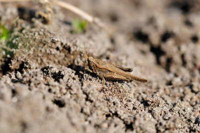 Tetrix subulata Säbeldornschrecke