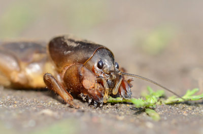Gryllotalpa gryllotalpa Maulwurfsgrille